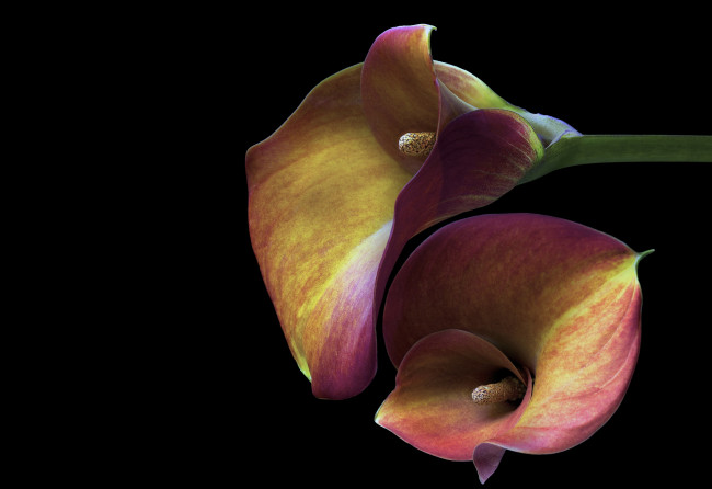 Обои картинки фото цветы, каллы