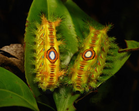 обоя животные, гусеницы