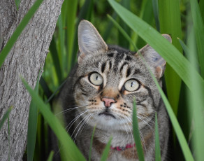 Картинка животные коты взгляд