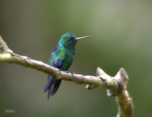 Картинка животные колибри