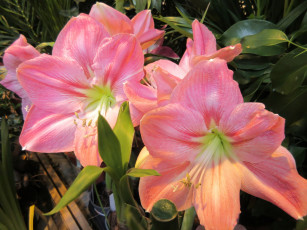 Картинка цветы амариллисы +гиппеаструмы аммарилисы