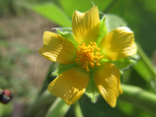 Картинка цветы луговые+ полевые +цветы макро