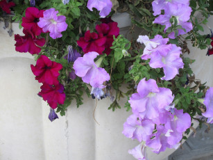 Картинка цветы петунии +калибрахоа
