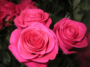 Картинка цветы розы