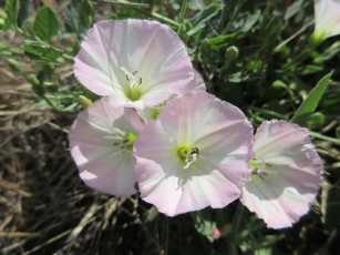 Картинка цветы вьюнки +ипомеи берёзка