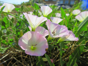 Картинка цветы вьюнки +ипомеи берёзка