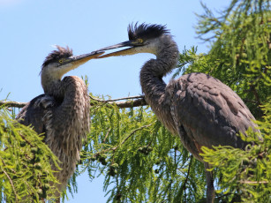 Картинка животные цапли +выпи