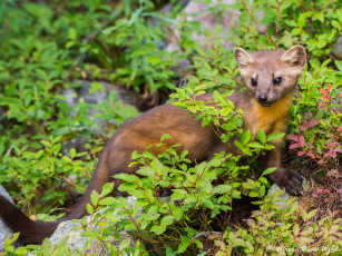 Картинка животные хорьки +куницы +горностаи +ласки +соболи зверёк