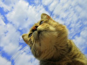 Картинка животные коты кот