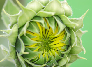 Картинка цветы подсолнухи бутон