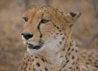 Картинка животные гепарды гепард