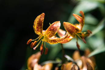 Картинка цветы лилии +лилейники лилия