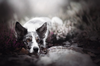 Картинка животные собаки вереск боке взгляд собака