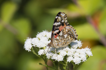Картинка животные бабочки +мотыльки +моли бабочка