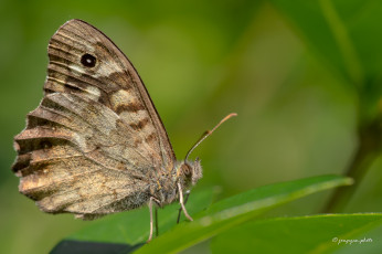Картинка животные бабочки +мотыльки +моли макро
