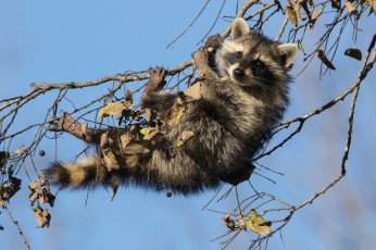 Картинка животные еноты детёныш енот ветки на дереве
