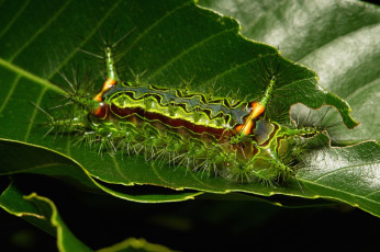 обоя животные, гусеницы, макро