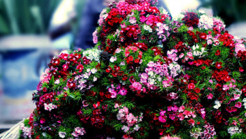 Картинка цветы гвоздики шабо