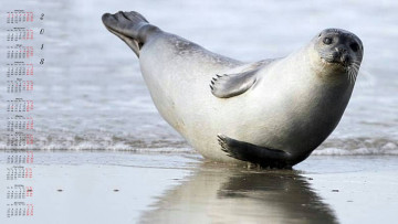 Картинка календари животные 2018 котик водоем