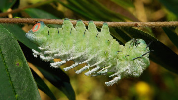 обоя животные, гусеницы, макро