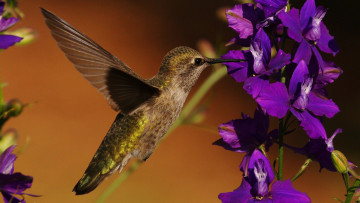 Картинка животные колибри птичка
