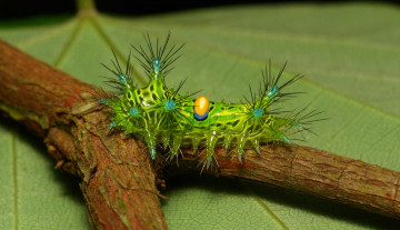 обоя животные, гусеницы, макро