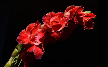 Картинка цветы гладиолусы алый