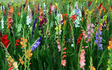 Картинка цветы гладиолусы много