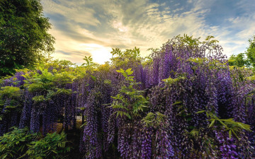 Картинка цветы глициния вистерия