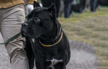 Картинка животные собаки морда