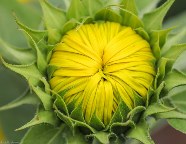 Обои картинки фото цветы, подсолнухи, бутон