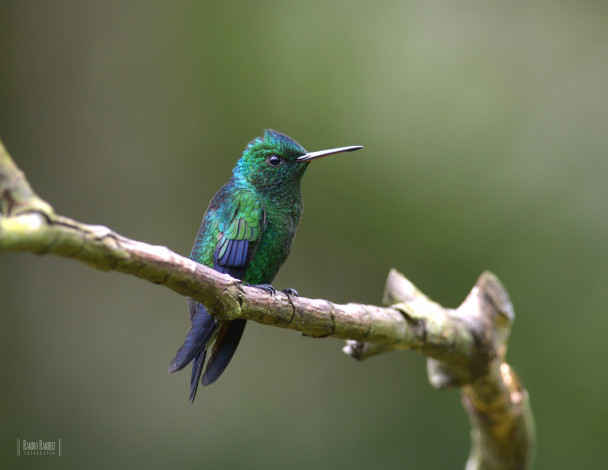 Обои картинки фото животные, колибри