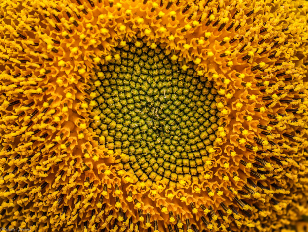 Обои картинки фото цветы, подсолнухи, подсолнух