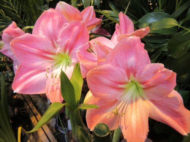 Обои картинки фото цветы, амариллисы,  гиппеаструмы, аммарилисы