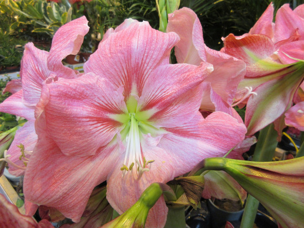 Обои картинки фото цветы, амариллисы,  гиппеаструмы, розовые