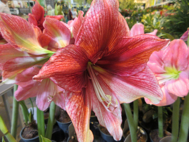 Обои картинки фото цветы, амариллисы,  гиппеаструмы, розовые