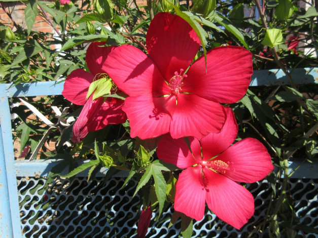 Обои картинки фото цветы, гибискусы, красные