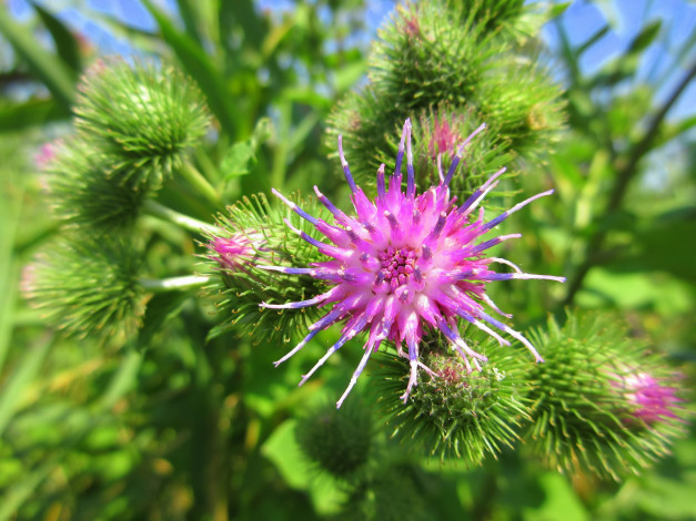 Обои картинки фото цветы, луговые , полевые,  цветы, лапух