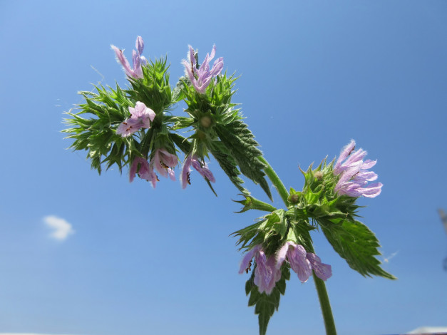 Обои картинки фото цветы, луговые , полевые,  цветы, макро