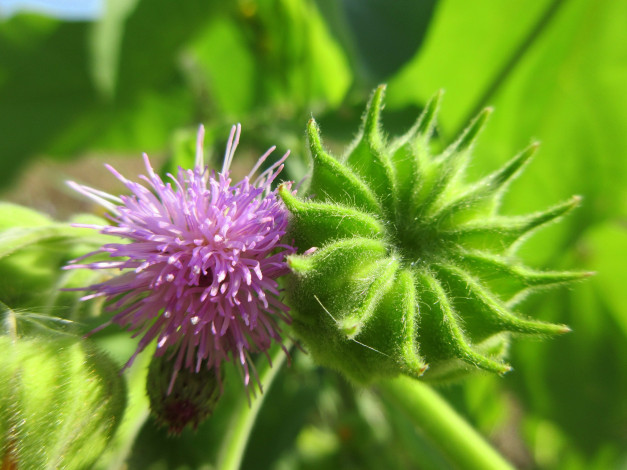 Обои картинки фото цветы, луговые , полевые,  цветы, макро