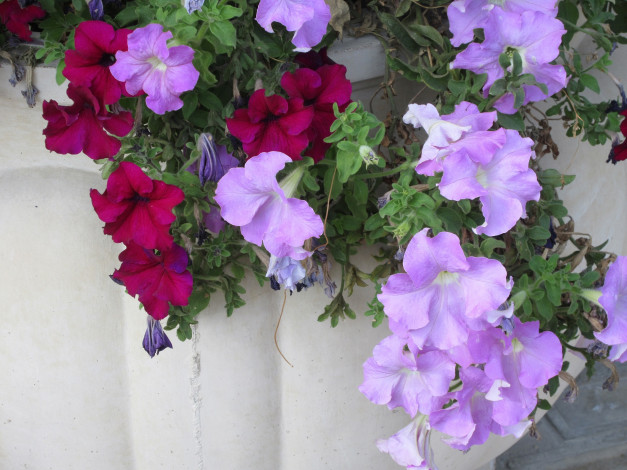 Обои картинки фото цветы, петунии,  калибрахоа