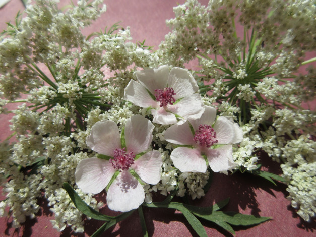 Обои картинки фото цветы, разные вместе, полевые