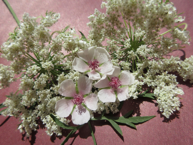 Обои картинки фото цветы, разные вместе, полевые, разные