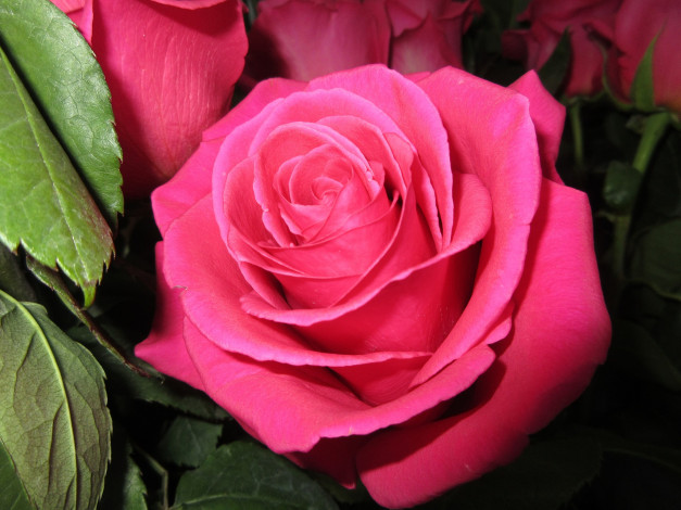 Обои картинки фото цветы, розы, роза