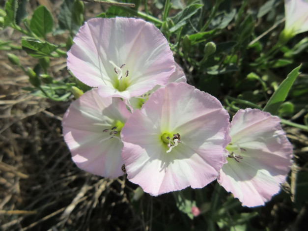 Обои картинки фото цветы, вьюнки,  ипомеи, берёзка