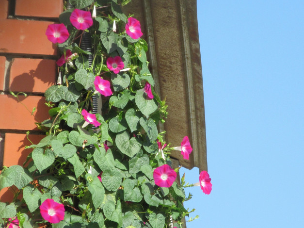 Обои картинки фото цветы, вьюнки,  ипомеи, вьюнок