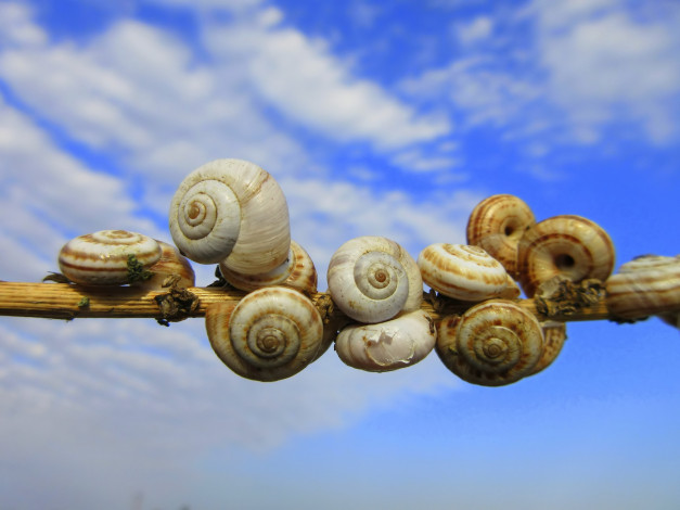 Обои картинки фото животные, улитки