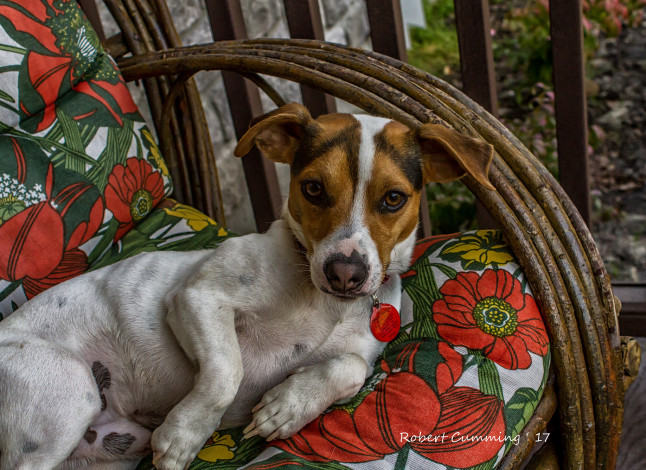 Обои картинки фото животные, собаки, собака