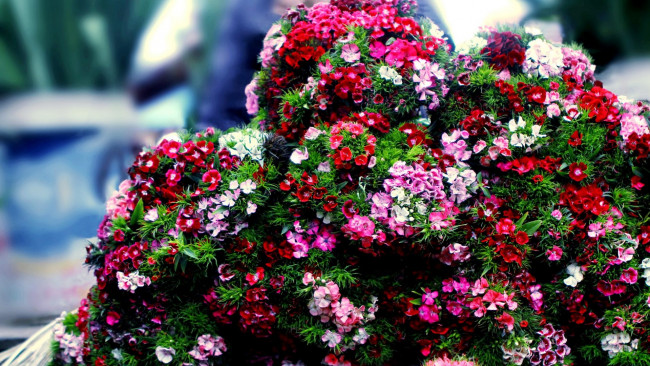 Обои картинки фото цветы, гвоздики, шабо