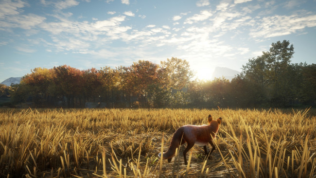 Обои картинки фото видео игры, the hunter, the, hunter